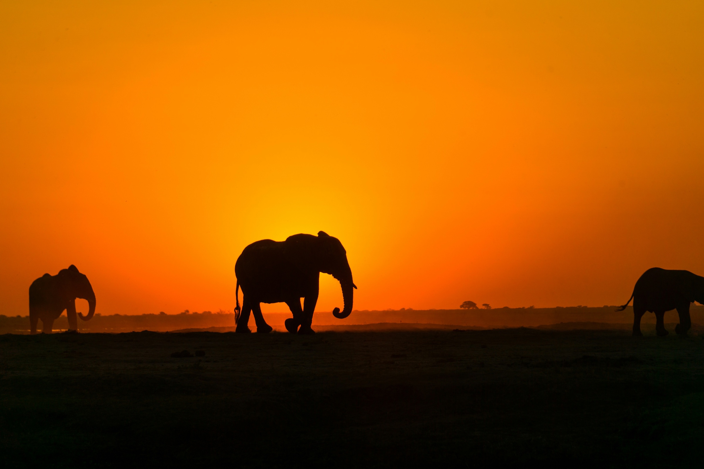 A herd of elephants silhouetted against a brilliant amber African sunset